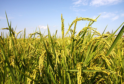 如(rú)何選擇水稻種？跨區域引種要注意引種風(fēng)險