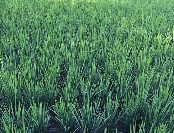 水稻成長過程